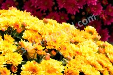 Хризантемы Chrysanthémum