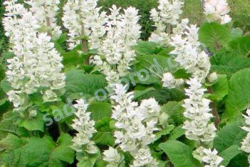 Шалфей мускатный Ватикан Вайт Salvia sclarea Vatican White