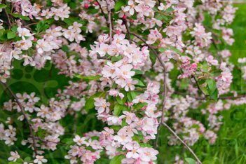Яблоня Шейдекера Malus × scheideckeri 