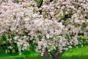 Яблоня Шейдекера Malus × scheideckeri 