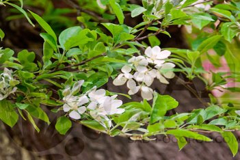 Яблоня Шейдекера Malus × scheideckeri 