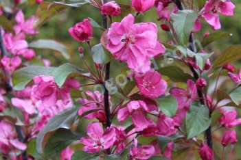 Яблоня пурпурная Элей Malus purpurea Eleya