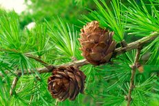 Лиственница европейская Larix decidua