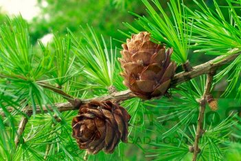 Лиственница европейская Larix decidua