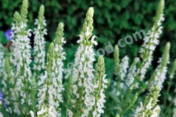Шалфей пышный Мерло Вайт Salvia superba Merleau White