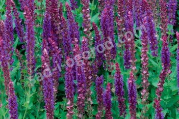Шалфей дубравный Вест Фрисланд Salvia nemorosa West-Friesland