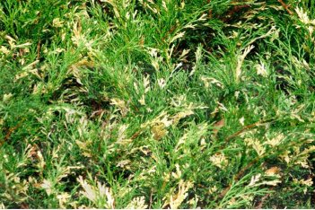 Можжевельник горизонтальный Андорра Вариегата Juniperus horizontalis Andorra Variegata