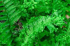 Щитовник мужской Криспа Кристата Dryopteris filix mas Crispa Cristata