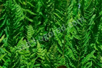 Щитовник мужской Барнези Dryopteris filix mas'Barnesii