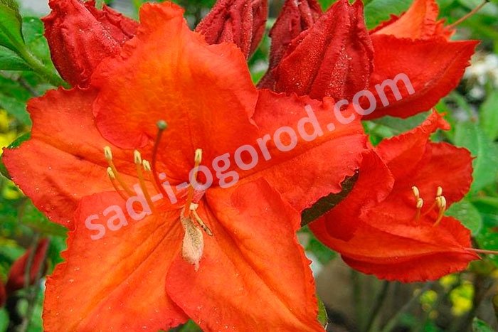 Rhododendron Parkfeuer   |