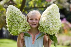 Гортензия метельчатая Геркулес Hydrangea paniculata Hercules