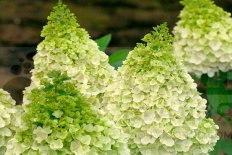 Гортензия метельчатая Мэджикал Килиманджаро Hydrangea paniculata Magical Kilimanjaro