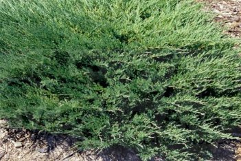 Можжевельник горизонтальный Андорра Компакт Juniperus horizontalis Andorra compacta