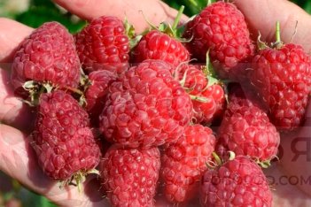 Малина ремонтантная Соколица Rubus idaeus Sokolitsa
