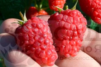 Малина ремонтантная Соколица Rubus idaeus Sokolitsa