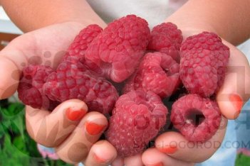 Малина ремонтантная Соколица Rubus idaeus Sokolitsa