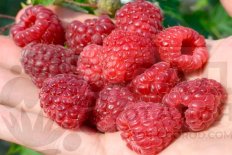 Малина ремонтантная Делнива Rubus Delniwa