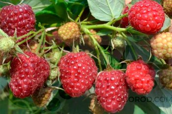 Малина ремонтантная Делнива Rubus Delniwa