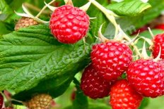 Малина ремонтантная Энросадира Rubus Enrosadira