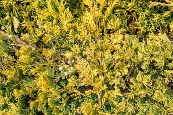Можжевельник горизонтальный Голден Карпет Juniperus horizontalis Golden Carpet
