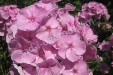 Флокс метельчатый Мадам Клико Phlox paniculata Madamme Clicquot