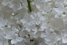Сирень обыкновенная Мадам Флорент Степман Syringa vulgaris Madame Florent Stepman