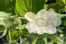 Чубушник Зоя Космодемьянская Philadelphus Zoya Kosmodemyanskaya