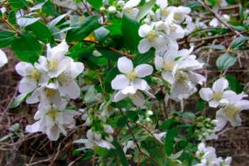Чубушник Аваланш Philadelphus Avalanche