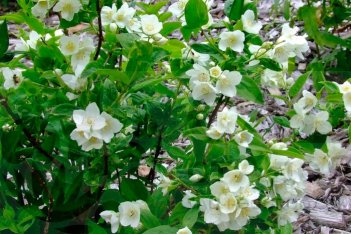 Чубушник венечный Глетчер Philadelphus coronarius Glacier
