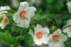 Чубушник Бель Этуаль Belle Etoile