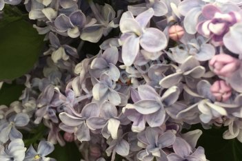 Сирень обыкновенная Дрезден Чайна Syringa vulgaris Dresden China