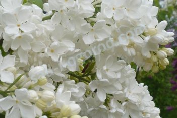 Сирень обыкновенная Агидель Syringa vulgaris Agidel