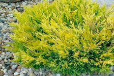 Можжевельник горизонтальный Лайм Глоу Juniperus horizontalis Lime Glow