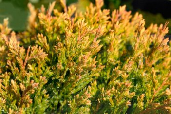 Можжевельник горизонтальный Лайм Глоу Juniperus horizontalis Lime Glow
