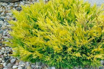 Можжевельник горизонтальный Лайм Глоу Juniperus horizontalis Lime Glow
