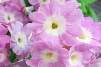 Примула ушковая Бартл Primula auricula Bartl