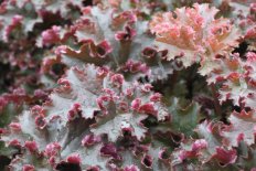 Гейхера Кримсон Керлс Heuchera hybridа Crimson Curls