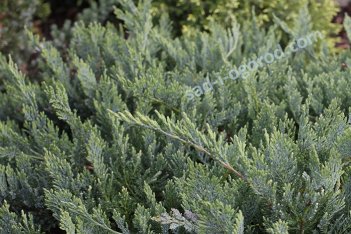 Можжевельник горизонтальный Блю Чип Juniperus horizontalis Blue Chip