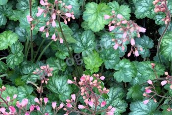 Гейхера Литтл Кьюти Пепперминт Heuchera hybrida Little Cutie Peppermint