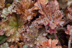 Гейхера Капучино Heuchera hybrida Cappuccino