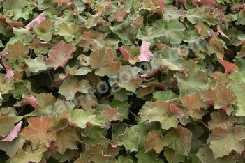 Гейхера Биг Топ Бронз Heuchera hybrida Big Top Bronze