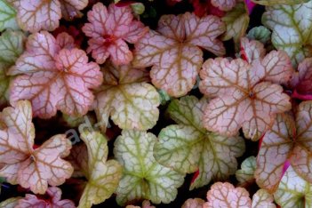 Гейхера Пино Гри Heuchera hybrida Pinot Gris