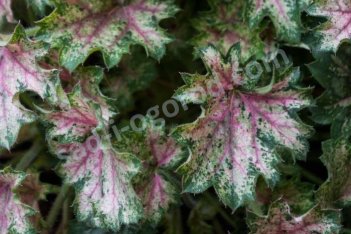 Гейхера Дью Дропс Heuchera hybrida Dew Drops