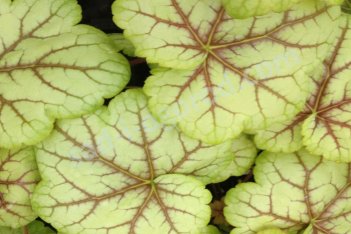 Гейхера Циркус Heuchera hybrida Circus