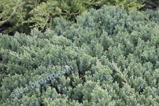 Можжевельник лежачий Нана Juniperus procumbens Nana