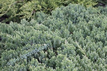 Можжевельник лежачий Нана Juniperus procumbens Nana