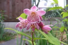 Дейция Строберри Филдс Deutzia hybrida Strawberry Fields