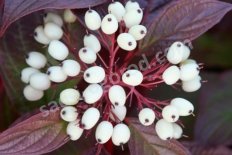 Дерен белый Сибириан Перлс Cornus alba Siberian Pearls