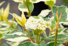 Дерен белый Сибирика вариегата (Cornus alba Sibirica Variegata)