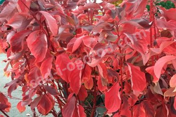 Дерен белый Ред Гном Cornus alba Red Gnome